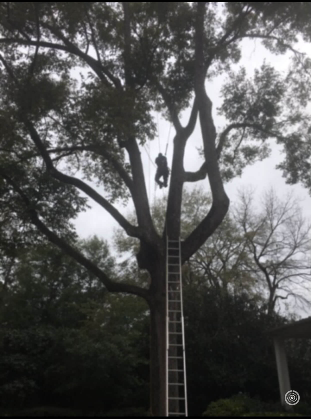 Installing Lightning Rod on Tree